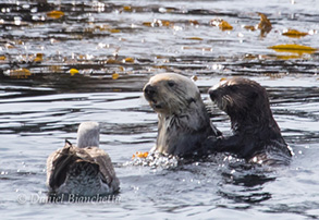 Southern Sea Otter Mom Pup and a Gull, photo by Daniel Bianchetta