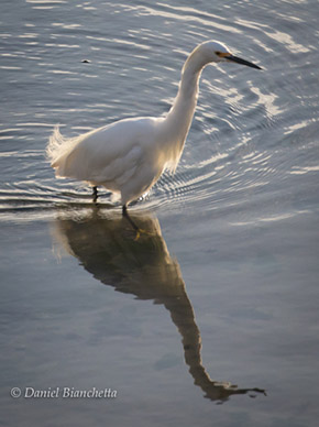 Snowy Egret, photo by Daniel Bianchetta