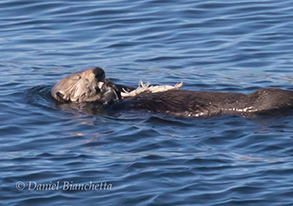 Southern Sea Otter with a double order of crab, photo by Daniel Bianchetta