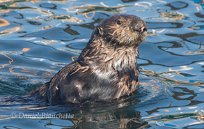 Female Southern Sea Otter, photo by Daniel Bianchetta