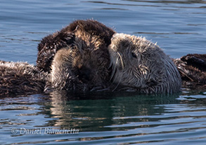 Southern Sea Otter mom and pup, photo by Daniel Bianchetta