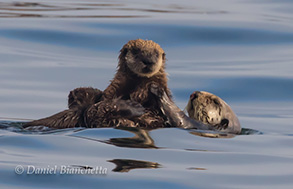 Southern Sea Otters, Mom and Pup, photo by Daniel Bianchetta