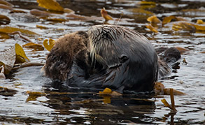 Southern Sea Otters mother and young pup, photo by Daniel Bianchetta