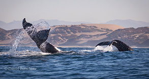 Tail throwing Humpback Whales, photo by Daniel Bianchetta