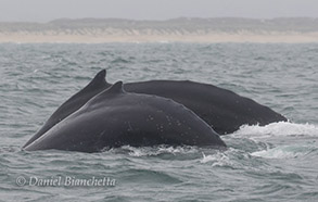 Two Humpback Whales, photo by Daniel Bianchetta