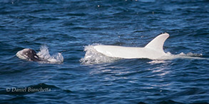 White Risso's Dolphin, photo by Daniel Bianchetta