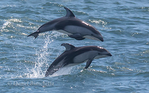 Breaching Pacific White-sided Dolphins, photo by Daniel Bianchetta