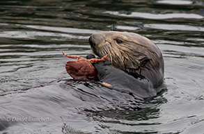 Southern Sea Otter with crab, photo by Daniel Bianchetta