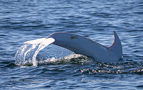 Albino Risso's Dolphin 'Casper', photo by Daniel Bianchetta