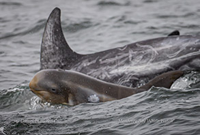 Baby Risso's Dolphin with mother, photo by Daniel Bianchetta
