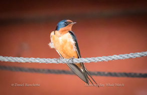 Barn Swallow, photo by Daniel Bianchetta