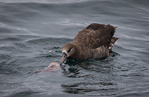 Black-footed Albatross eating a Humbolt Squid, photo by Daniel Bianchetta