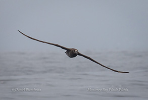 Black-footed Albatross, photo by Daniel Bianchetta