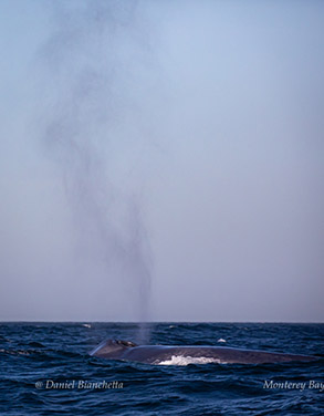 Blue Whale with 30-foot blow, photo by Daniel Bianchetta