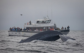 Blue Whale by the Sea Wolf II, photo by Daniel Bianchetta