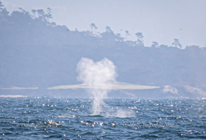 Blue Whale heart-shaped blow, photo by Daniel Bianchetta
