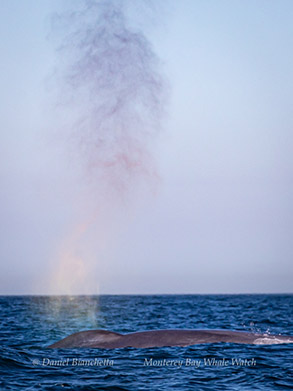 Blue Whale with rain-blow, photo by Daniel Bianchetta