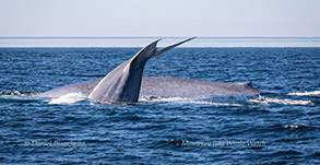 Blue Whales, photo by Daniel Bianchetta