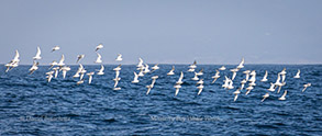 Bonaparte's Gulls, photo by Daniel Bianchetta