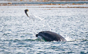 Bottlenose Dolphin flipping fish into the air, photo by Daniel Bianchetta