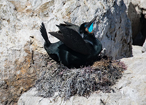 Spring is in the air... Male Brandt's Cormorant with guelar pouch attending the nest, photo by Daniel Bianchetta