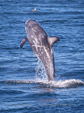 Breaching Risso's Dolphin, photo by Daniel Bianchetta