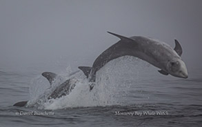 Breaching Risso's Dolphins, photo by Daniel Bianchetta