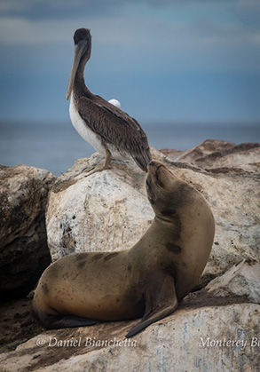 Brown Pelican and Sea Lion, photo by Daniel Bianchetta