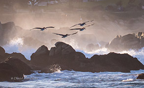 Brown Pelicans by the shore, photo by Daniel Bianchetta