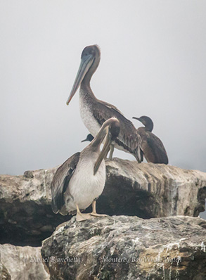Brown Pelicans and Brandt’s Cormorants, photo by Daniel Bianchetta