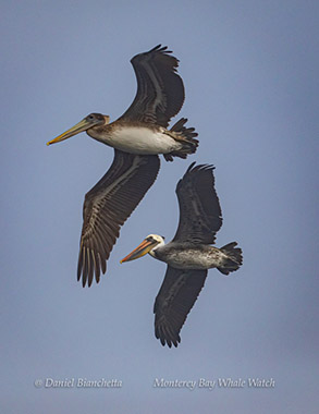 Brown Pelicans, photo by Daniel Bianchetta