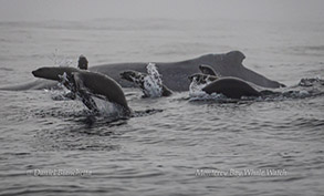 California Sea Lions and Humpback Whale, photo by Daniel Bianchetta