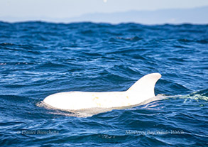 Casper the albino Risso's Dolphin, photo by Daniel Bianchetta