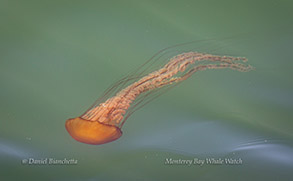 Sea Nettle Chrysaora, photo by Daniel Bianchetta
