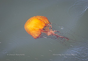 Chrysaora (Sea Nettle), photo by Daniel Bianchetta