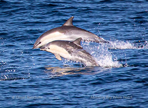 Common Dolphins Mother and Calf, photo by Daniel Bianchetta