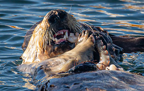 Female Sea Otter eating an Octopus, photo by Daniel Bianchetta
