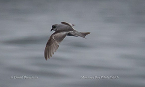 Fork-tailed Storm-Petrel, photo by Daniel Bianchetta