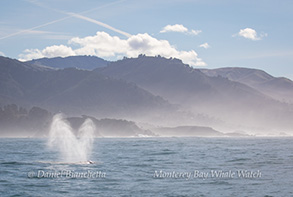Gray Whale heart blow, photo by Daniel Bianchetta
