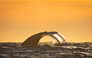 Gray Whale tail at sunset, photo by Daniel Bianchetta