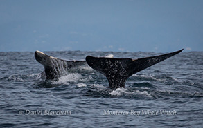 Gray whale tails, photo by Daniel Bianchetta