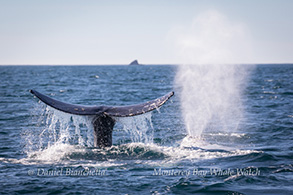 Gray Whales, photo by Daniel Bianchetta