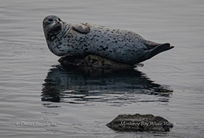 Harbor Seal balanced on rock, photo by Daniel Bianchetta