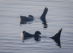 Harbor Seals, photo by Daniel Bianchetta