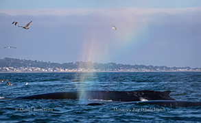 Humpback Whale rainblow , photo by Daniel Bianchetta