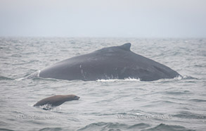 Humpback Whale and Sea Lion, photo by Daniel Bianchetta