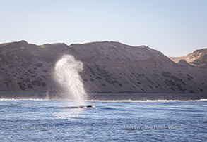 Humpback Whale blow close to shore, photo by Daniel Bianchetta