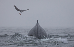 Humpback Whale with Gull, photo by Daniel Bianchetta