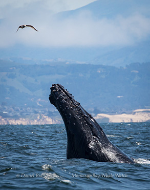 Humpback Whale and gull, photo by Daniel Bianchetta