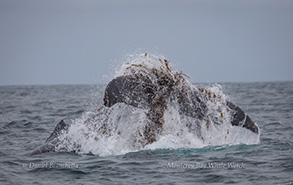 Humpback Whale, kelping, photo by Daniel Bianchetta